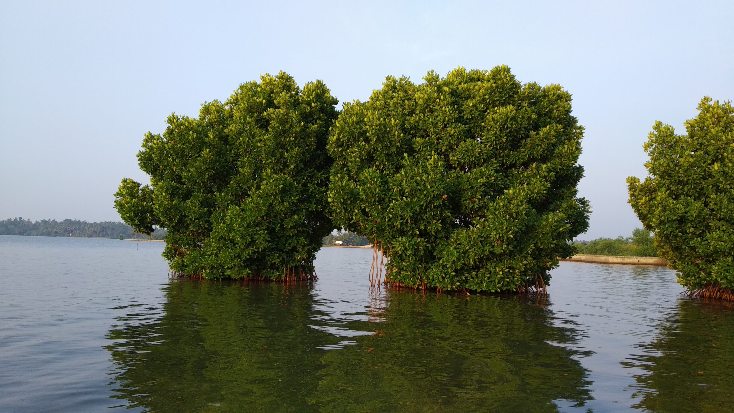 Mangrove Arch S-Curve Viewpoint